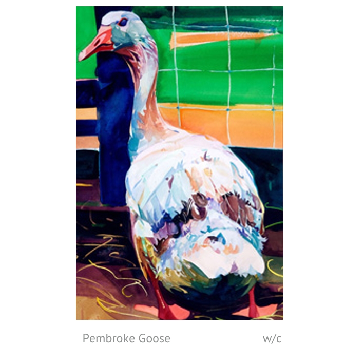 Pembroke goose