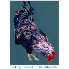 Pecking Cockerel
